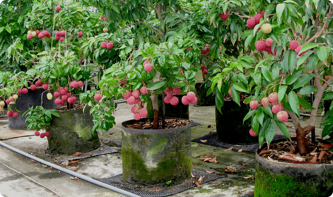 果樹ボックス栽培の写真