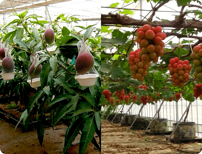マンゴー・ブドウの果樹ボックス栽培の様子